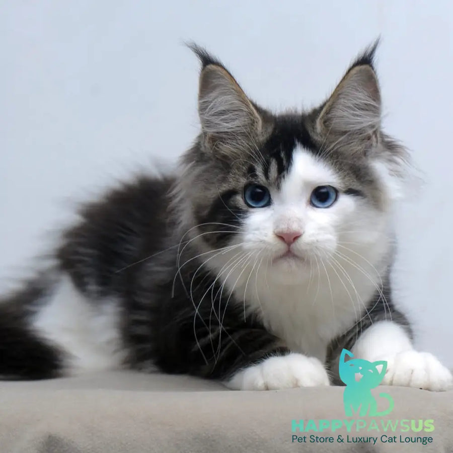Vanessa Maine Coon female black tabby bicolour - live animals
