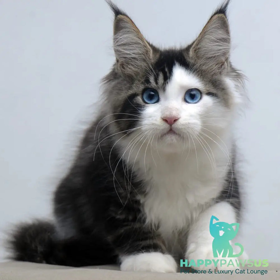 Vanessa Maine Coon female black tabby bicolour - live animals
