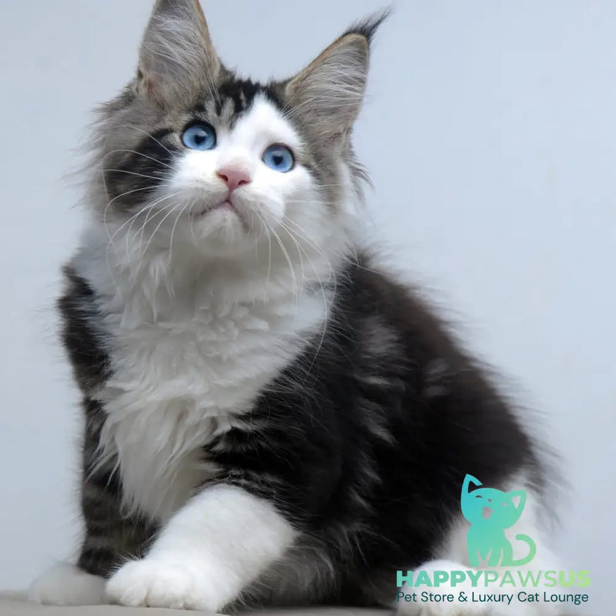 Vanessa Maine Coon female black tabby bicolour - live animals