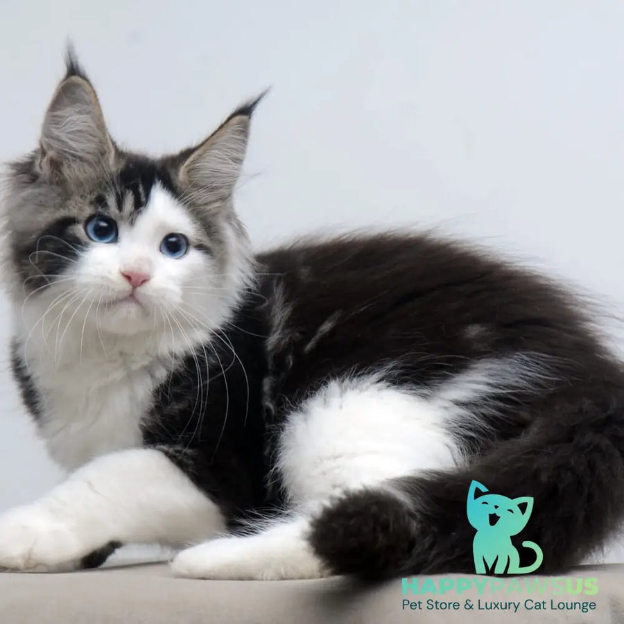 Vanessa Maine Coon female black tabby bicolour - live animals