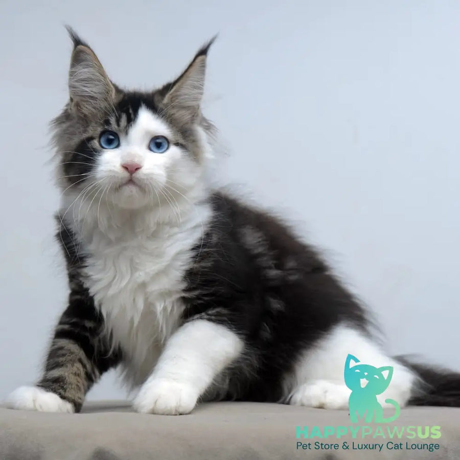 Vanessa Maine Coon female black tabby bicolour - live animals