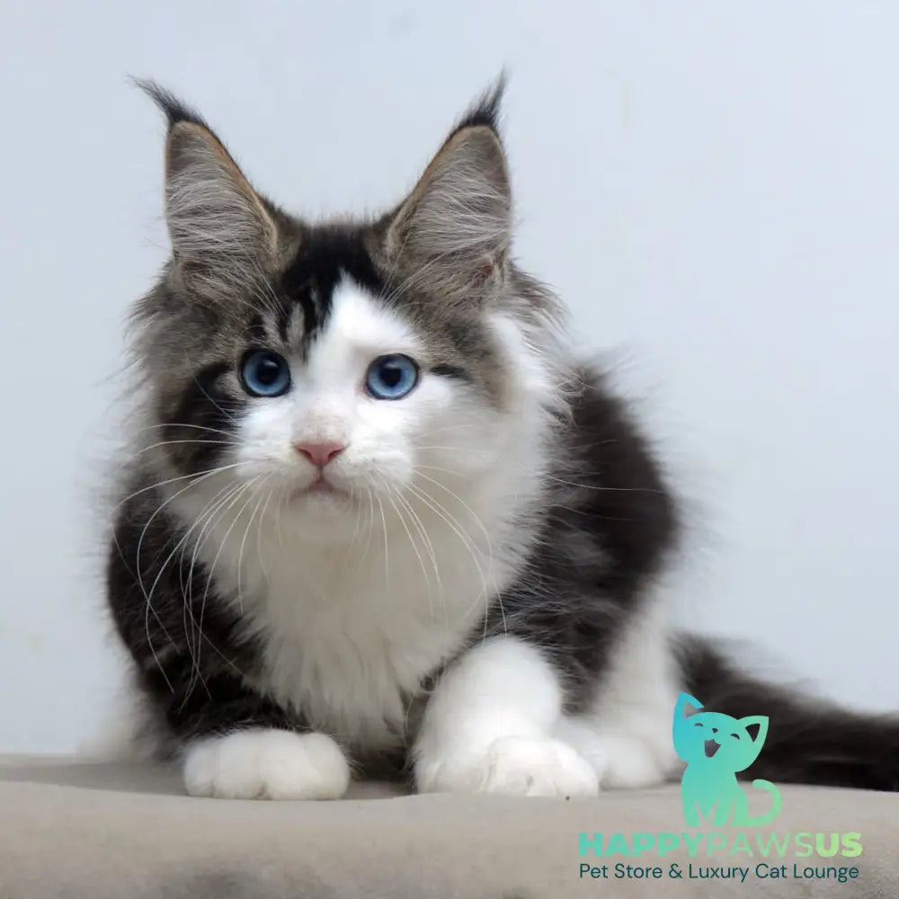 Vanessa Maine Coon female black tabby bicolour - live animals