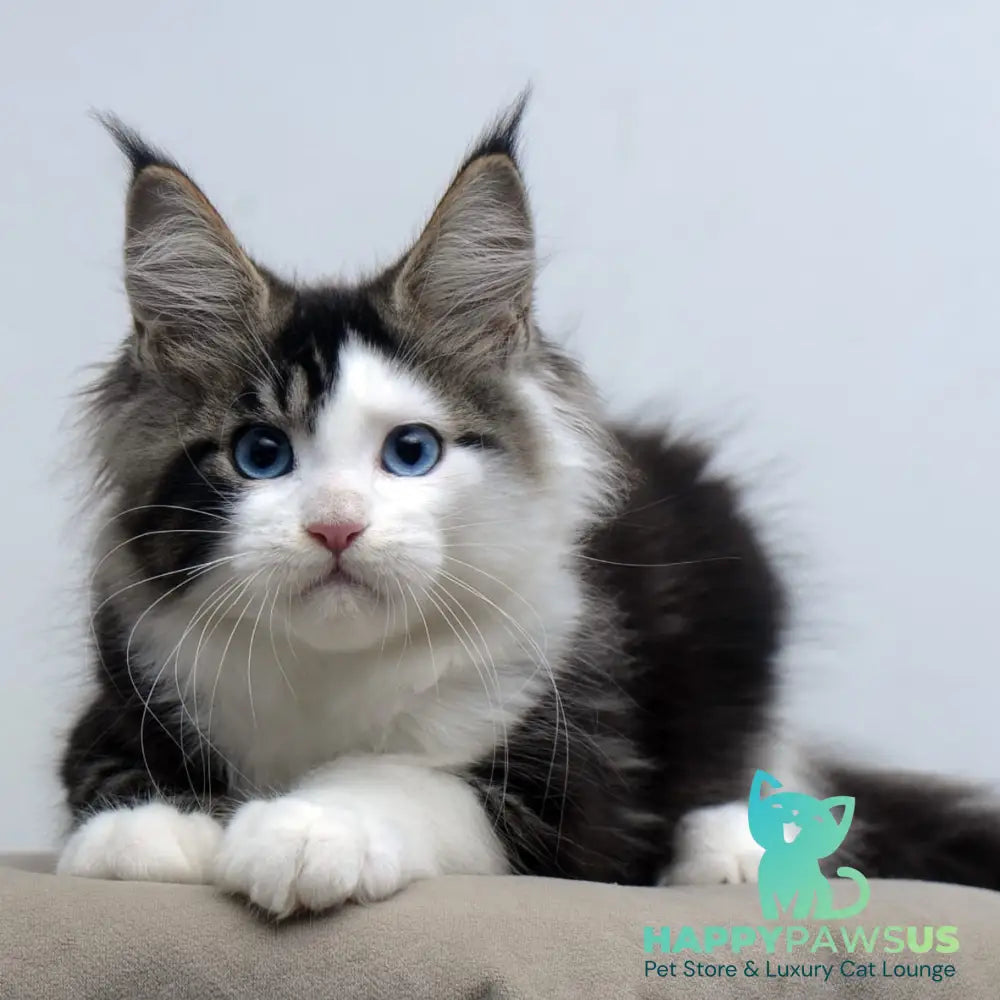 Vanessa Maine Coon female black tabby bicolour - live animals