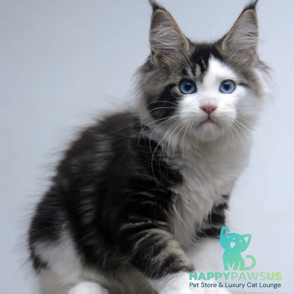 Vanessa Maine Coon female black tabby bicolour - live animals
