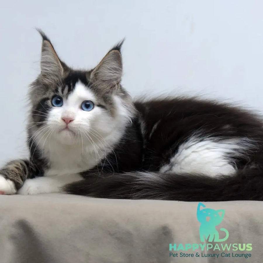 Vanessa Maine Coon female black tabby bicolour - live animals