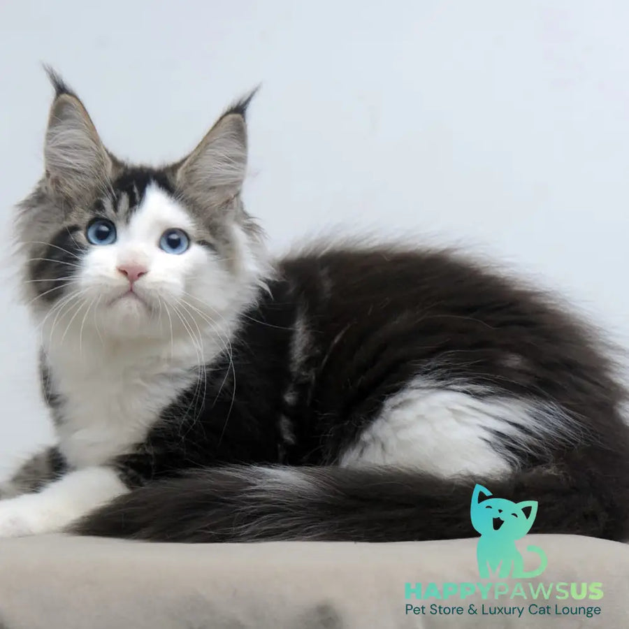 Vanessa Maine Coon female black tabby bicolour - live animals