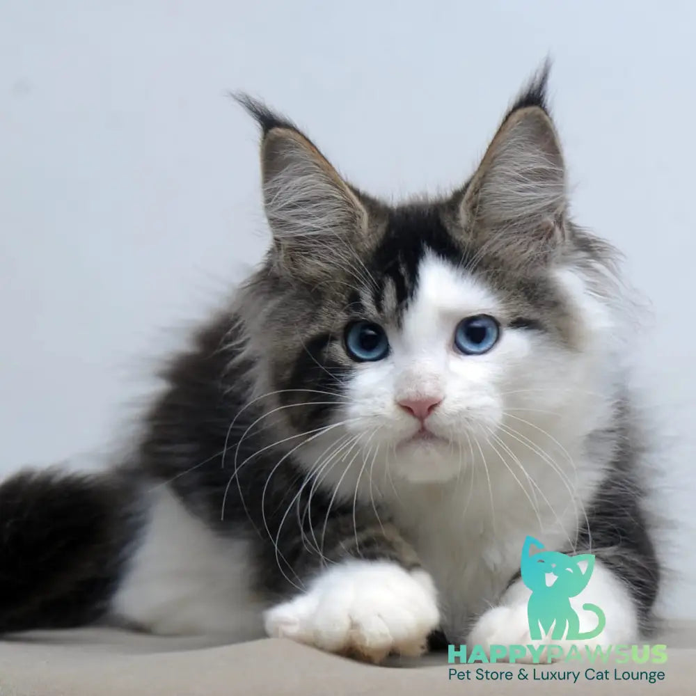 Vanessa Maine Coon female black tabby bicolour - live animals