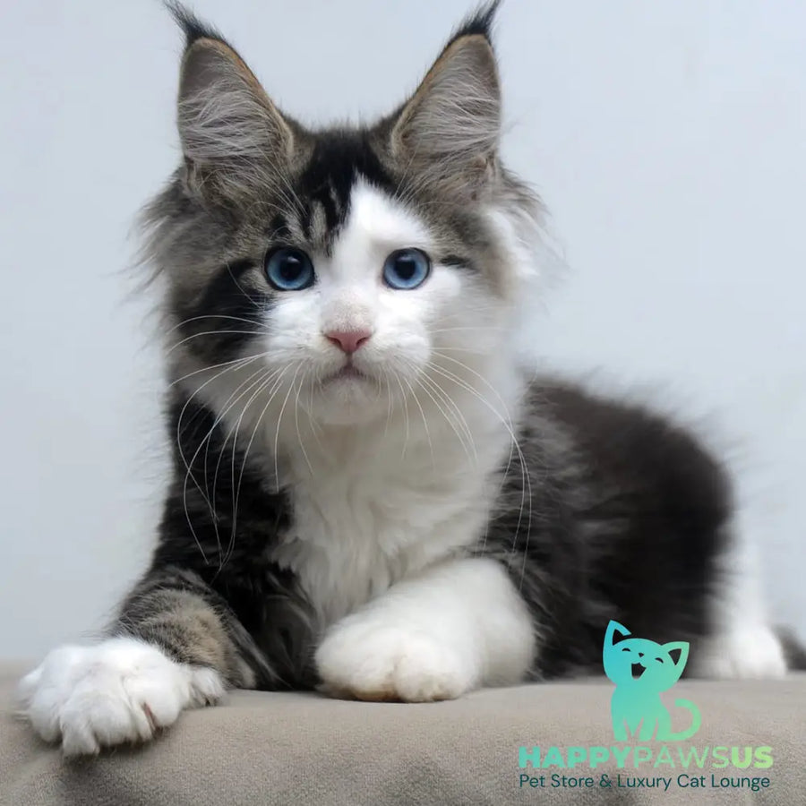 Vanessa Maine Coon female black tabby bicolour - live animals