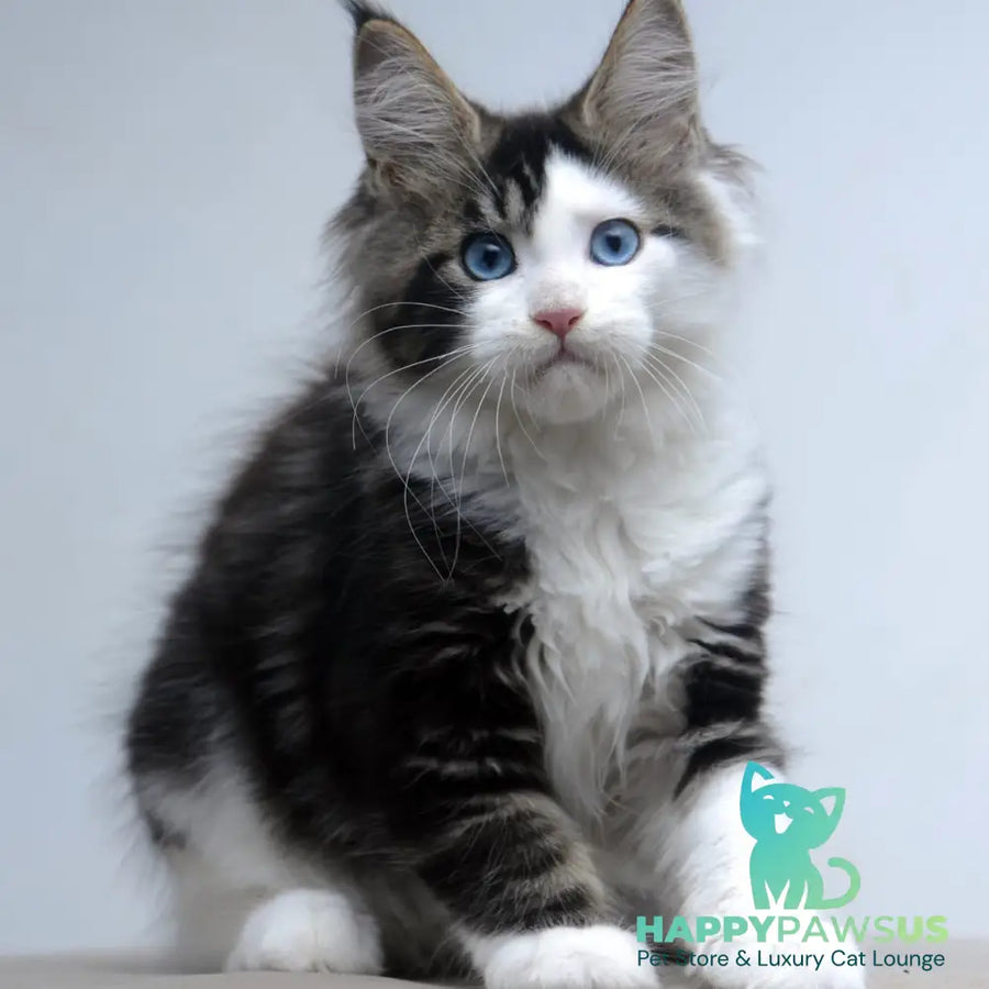 Vanessa Maine Coon female black tabby bicolour - live animals