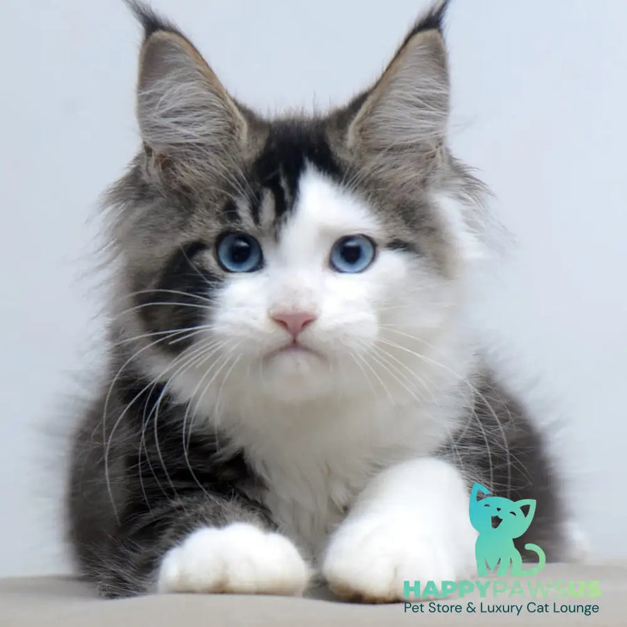 Vanessa Maine Coon female black tabby bicolour - live animals