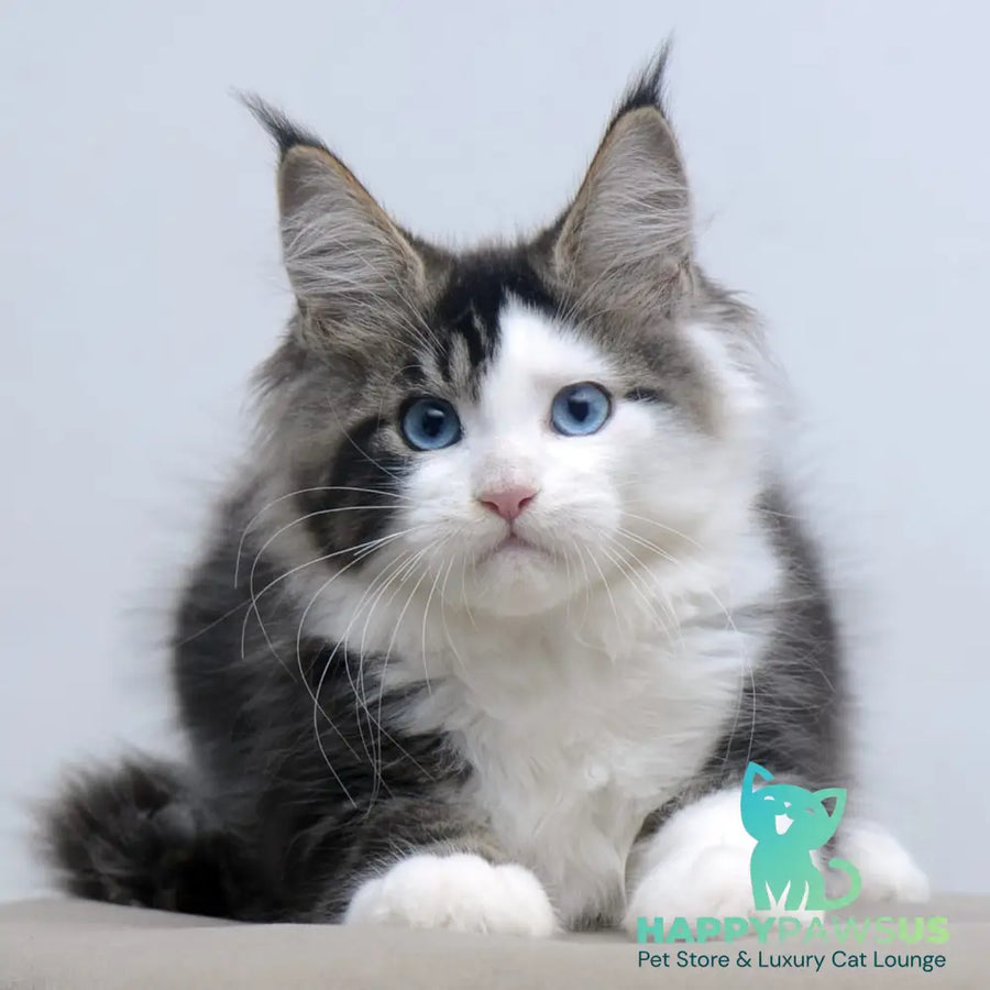 Vanessa Maine Coon female black tabby bicolour - live animals
