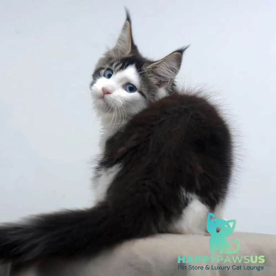 Vanessa Maine Coon female black tabby bicolour - live animals