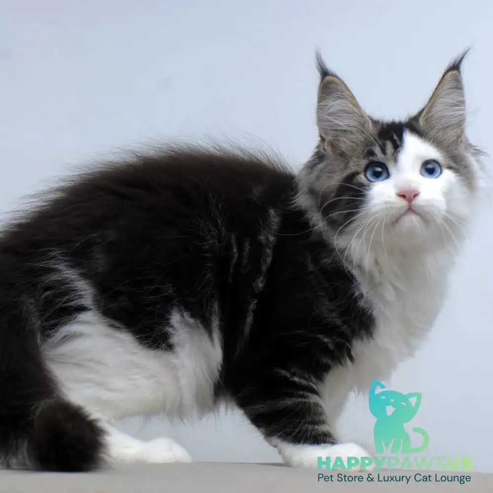 Vanessa Maine Coon female black tabby bicolour - live animals
