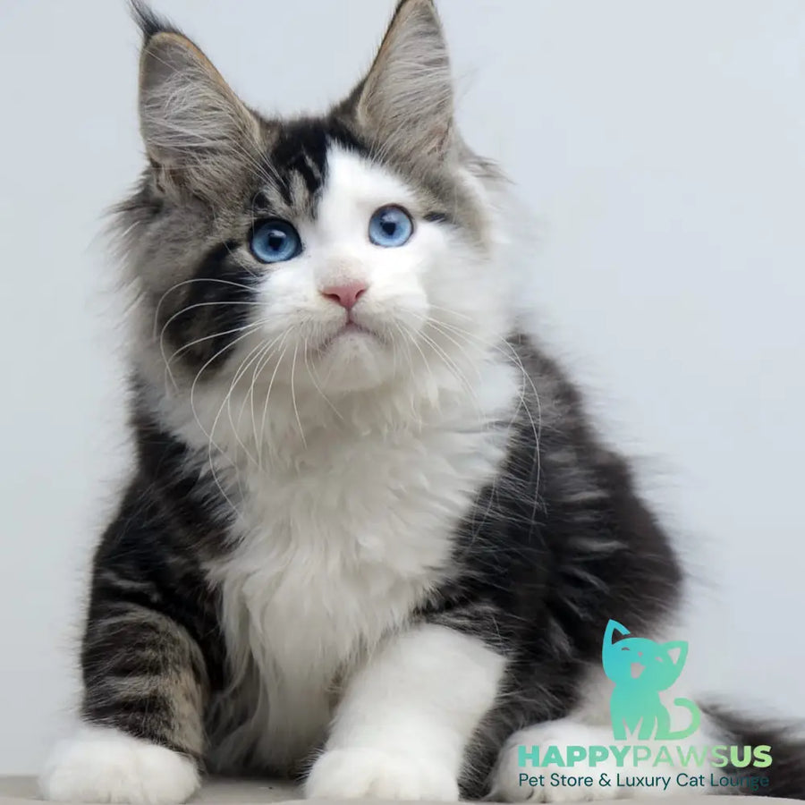 Vanessa Maine Coon female black tabby bicolour - live animals