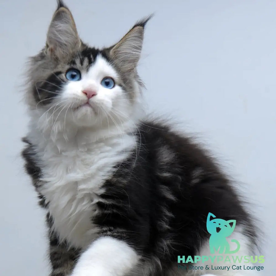 Vanessa Maine Coon female black tabby bicolour - live animals
