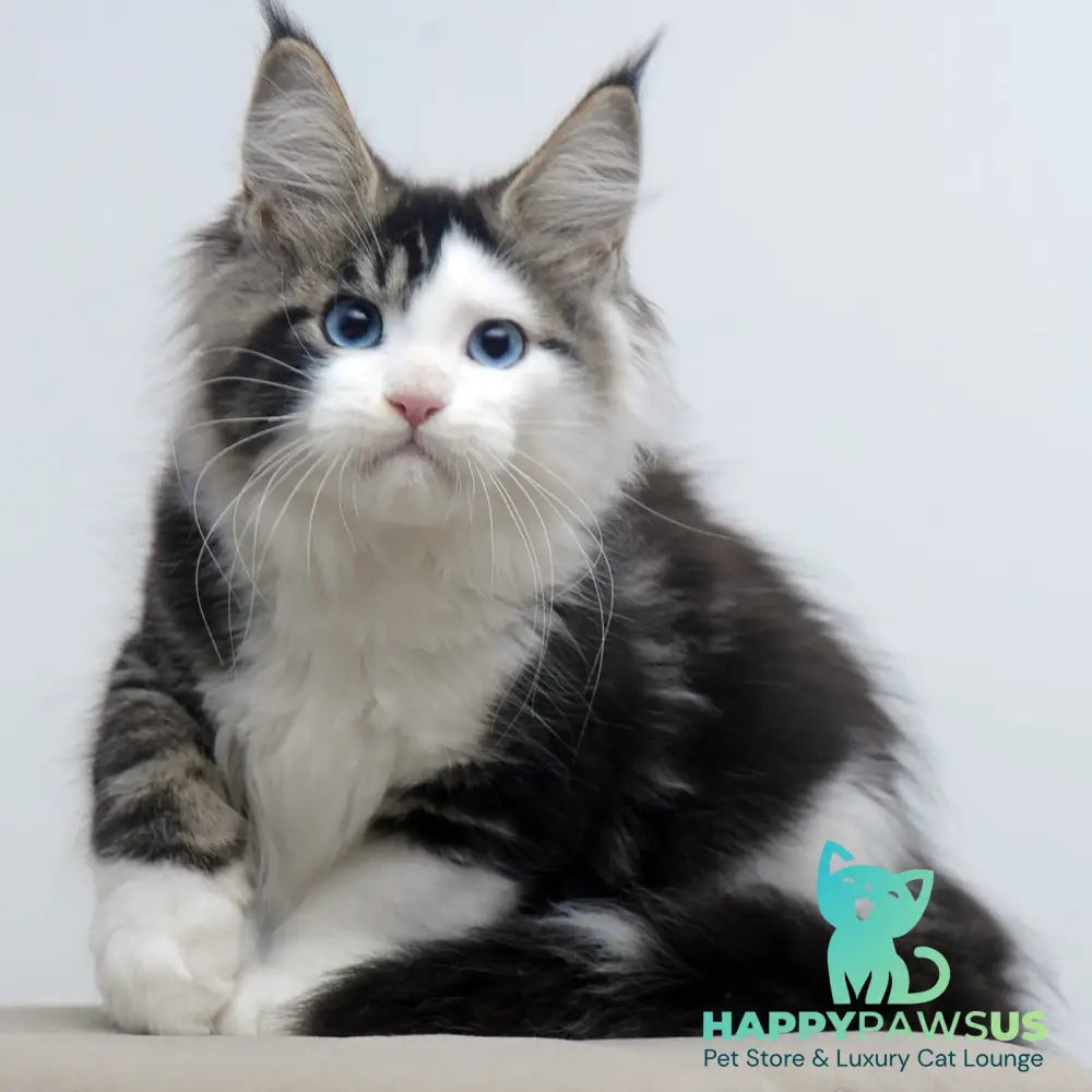 Vanessa Maine Coon female black tabby bicolour - live animals