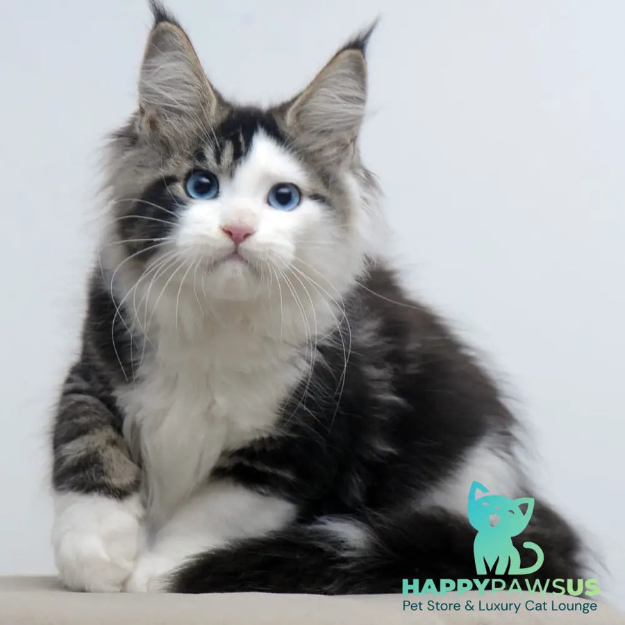 Vanessa Maine Coon female black tabby bicolour - live animals