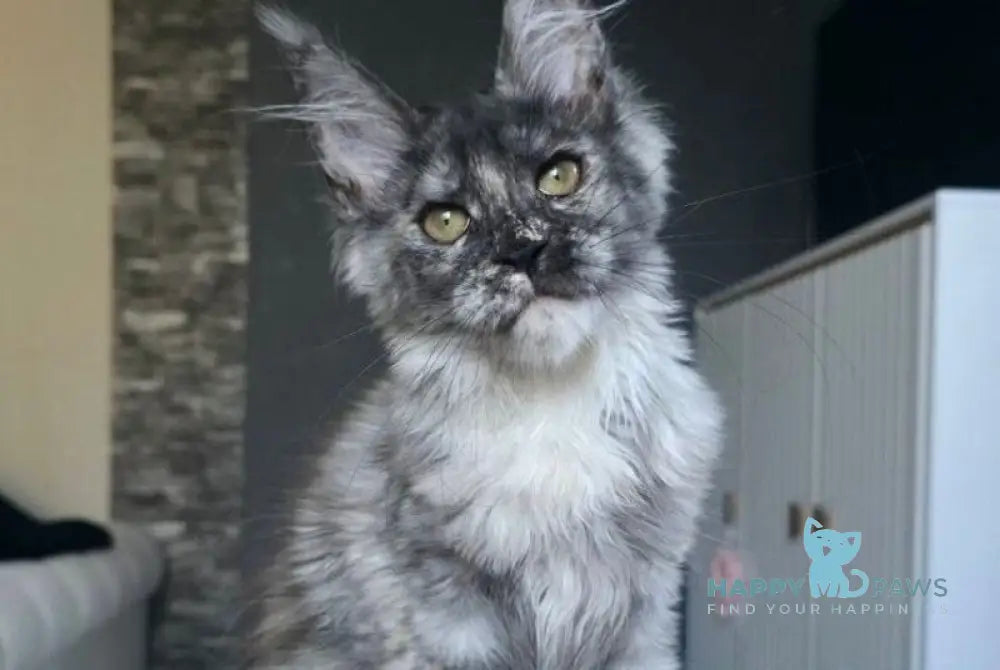 Vanessa Maine Coon female black tortie silver live animals