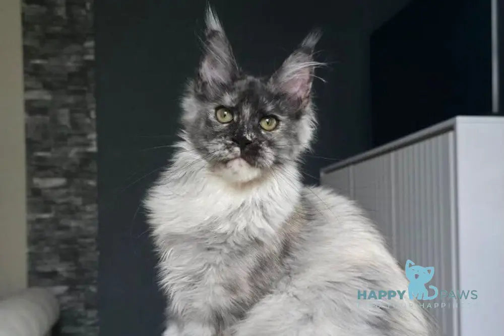Vanessa Maine Coon female black tortie silver live animals