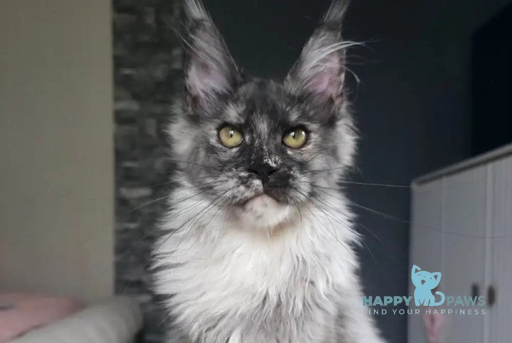 Vanessa Maine Coon female black tortie silver live animals