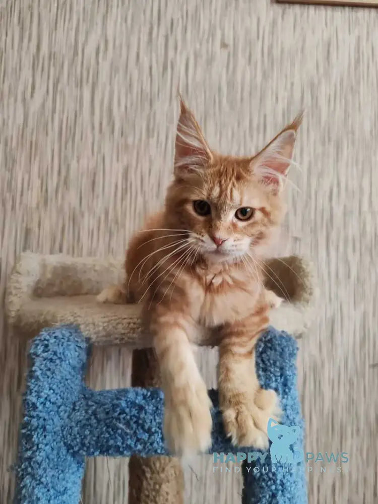 Vanessa Maine Coon female red tabby live animals