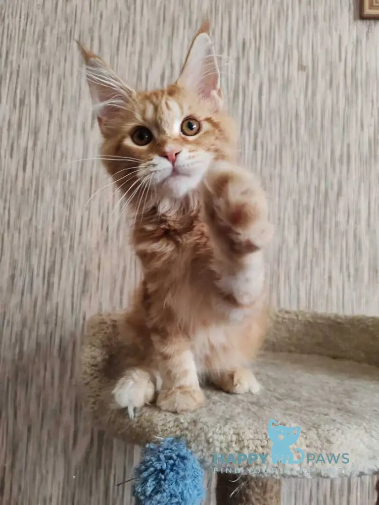 Vanessa Maine Coon female red tabby live animals