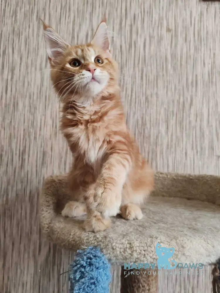 Vanessa Maine Coon female red tabby live animals