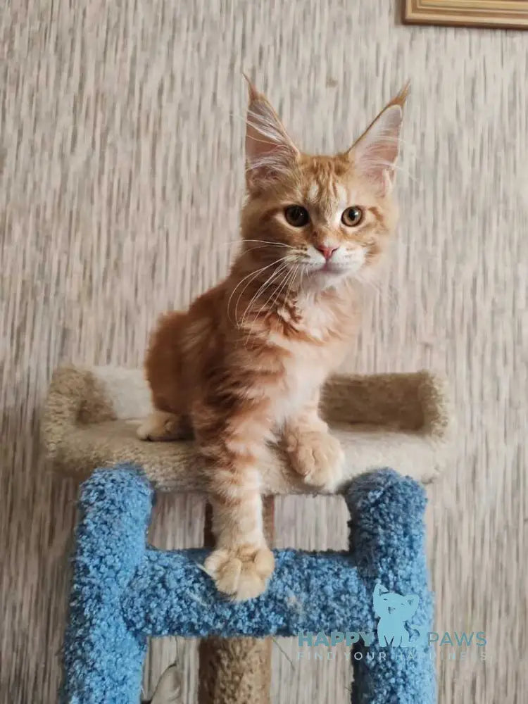 Vanessa Maine Coon female red tabby live animals