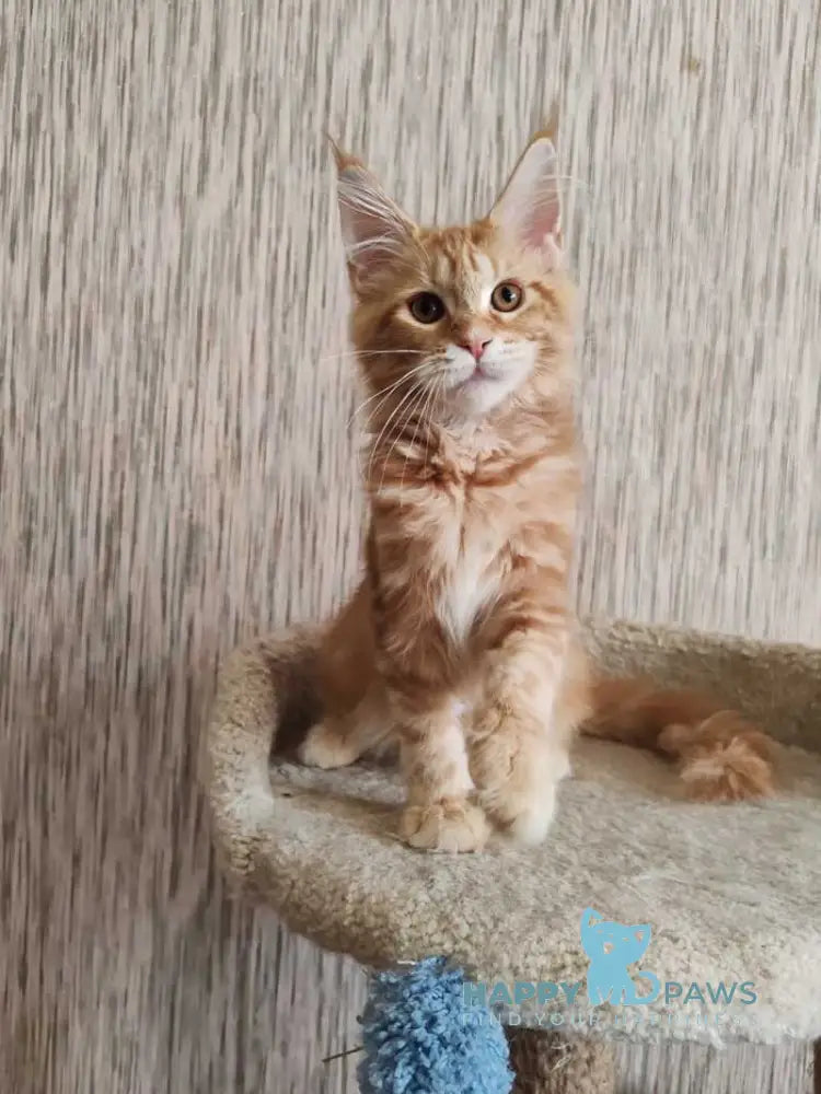 Vanessa Maine Coon female red tabby live animals