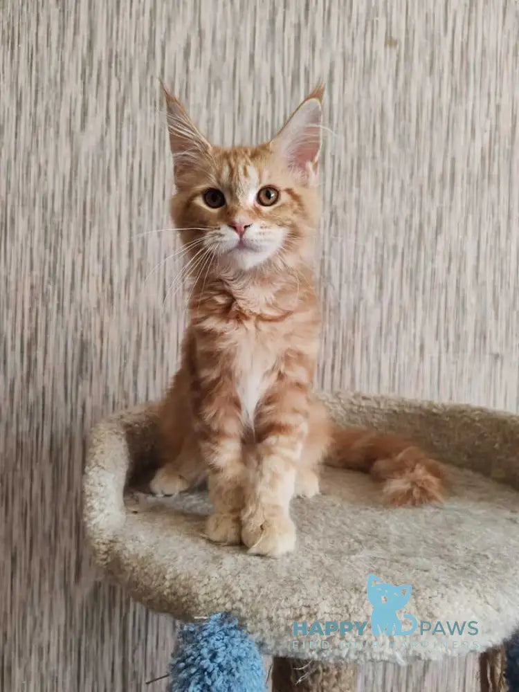 Vanessa Maine Coon female red tabby live animals