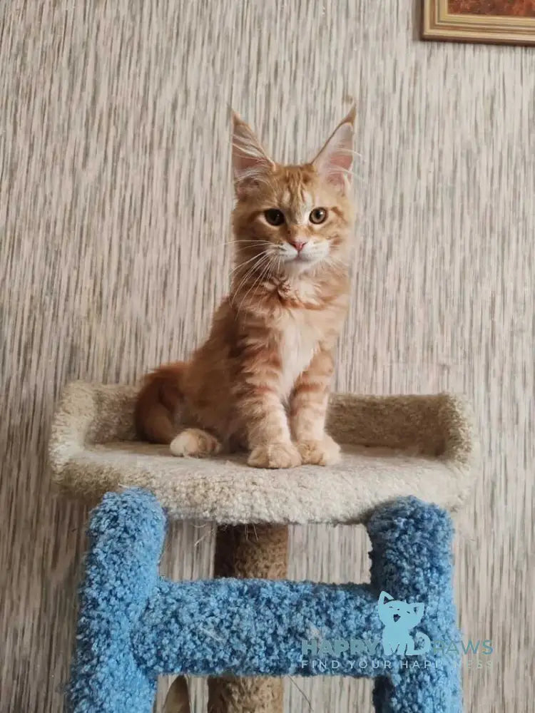 Vanessa Maine Coon female red tabby live animals