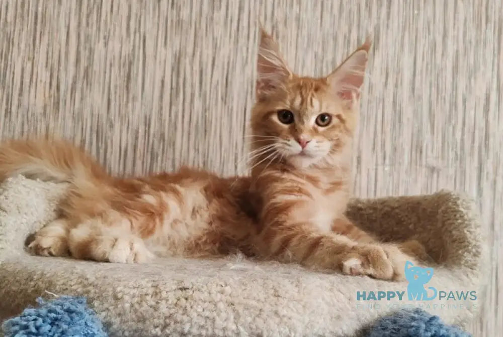 Vanessa Maine Coon female red tabby live animals