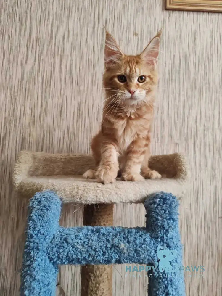 Vanessa Maine Coon female red tabby live animals