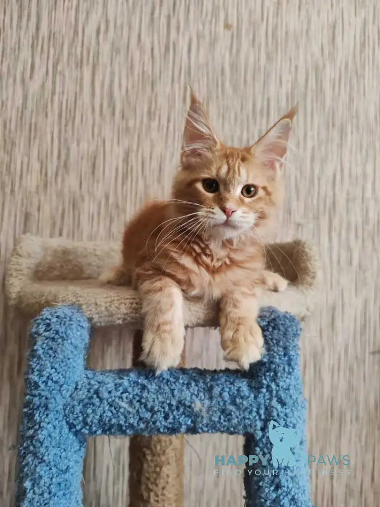 Vanessa Maine Coon female red tabby live animals