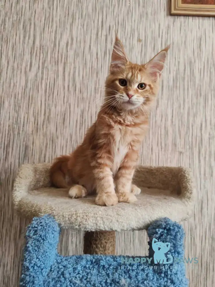 Vanessa Maine Coon female red tabby live animals