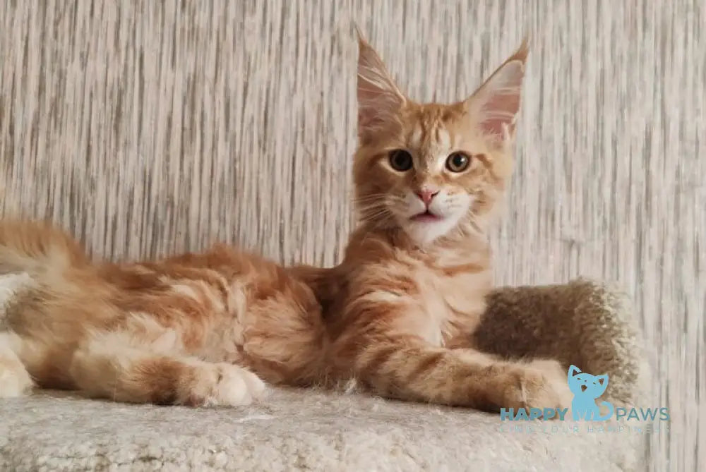 Vanessa Maine Coon female red tabby live animals