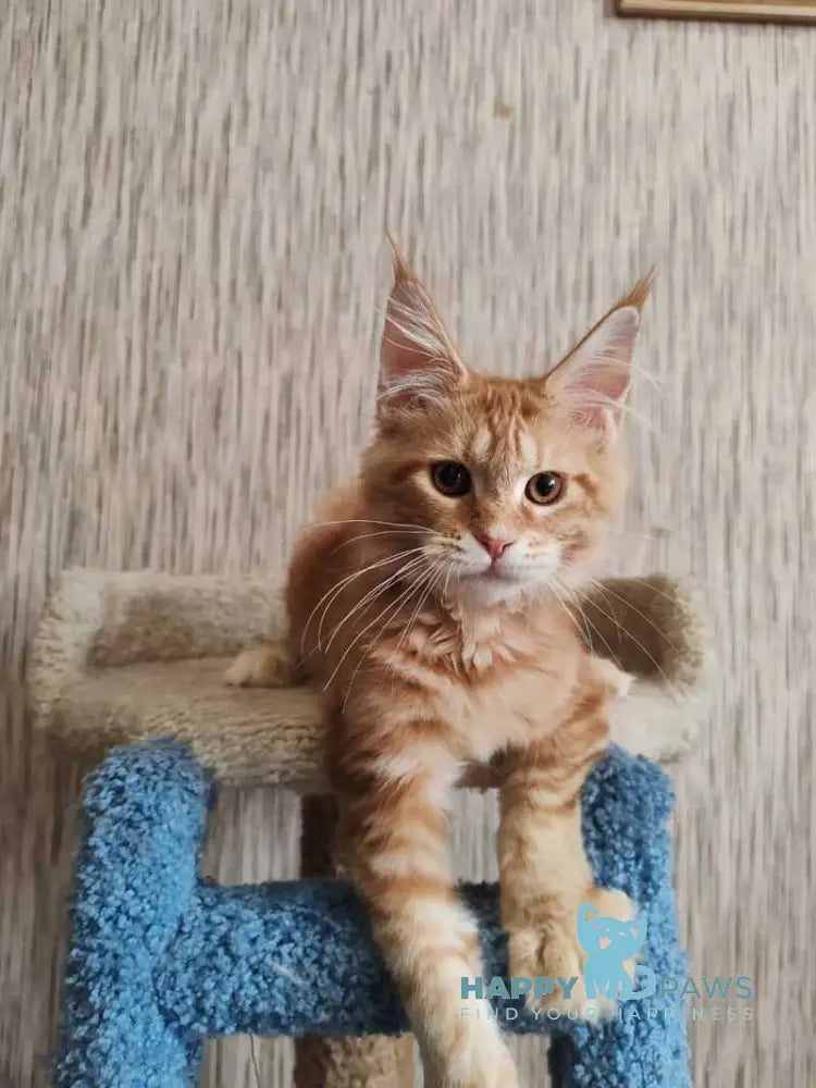 Vanessa Maine Coon female red tabby live animals