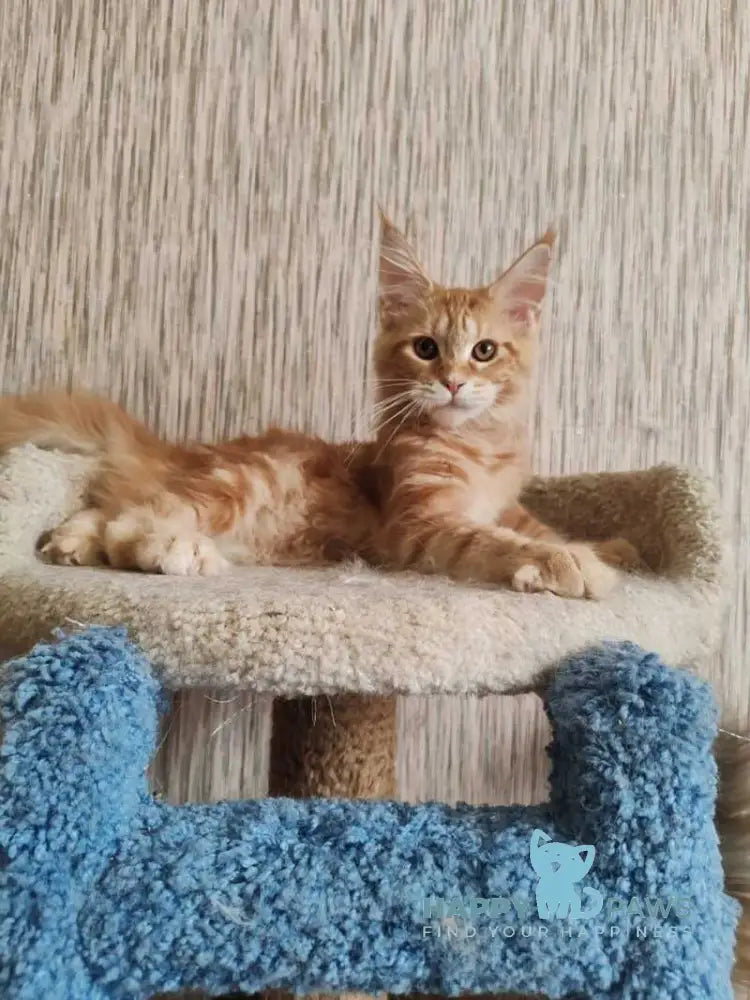 Vanessa Maine Coon female red tabby live animals