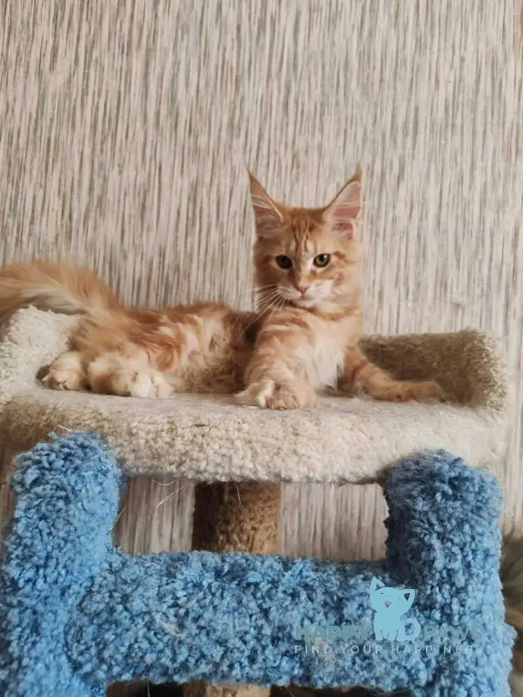 Vanessa Maine Coon female red tabby live animals