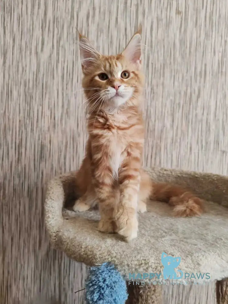 Vanessa Maine Coon female red tabby live animals