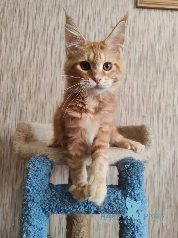 Vanessa Maine Coon female red tabby live animals