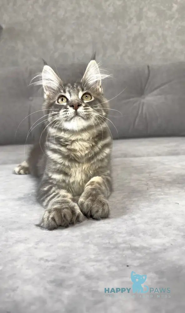 Vanessa Maine Coon polydactyl female blue tabby live animals