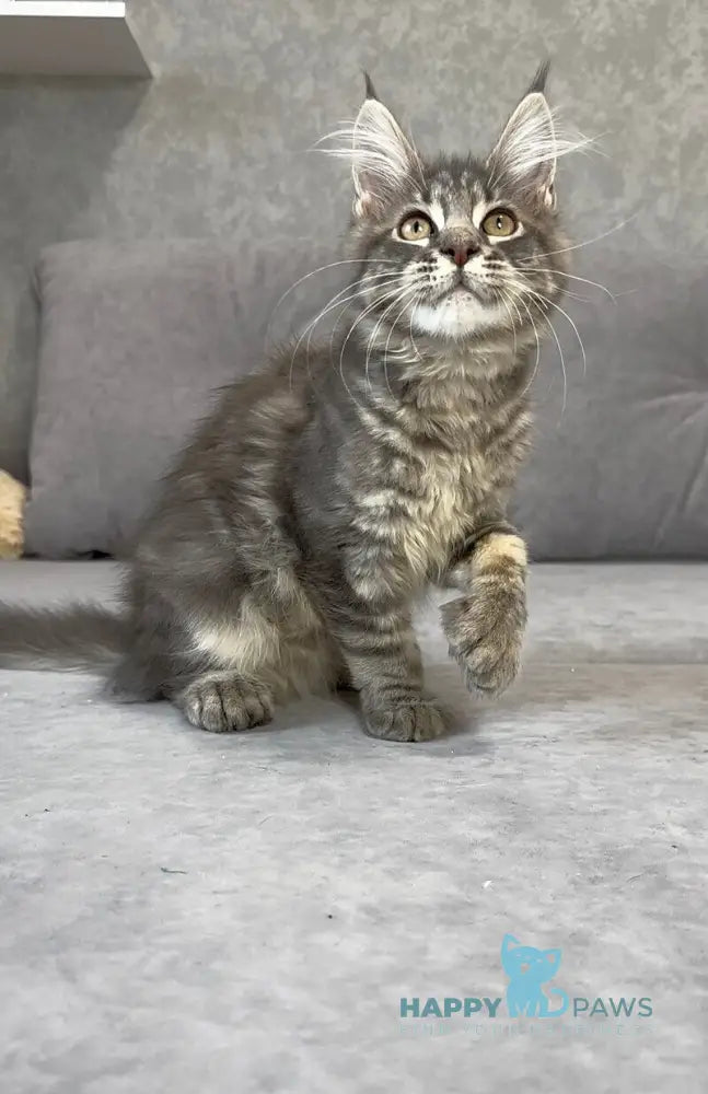 Vanessa Maine Coon polydactyl female blue tabby live animals