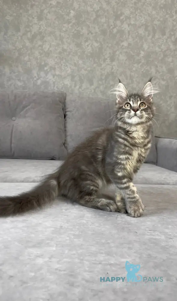 Vanessa Maine Coon polydactyl female blue tabby live animals