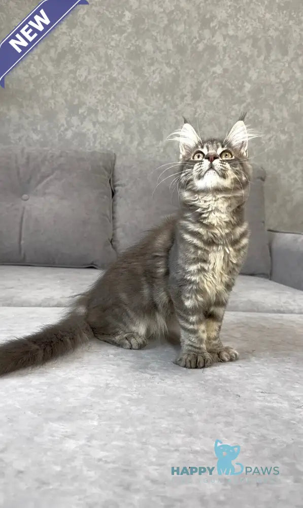 Vanessa Maine Coon polydactyl female blue tabby live animals