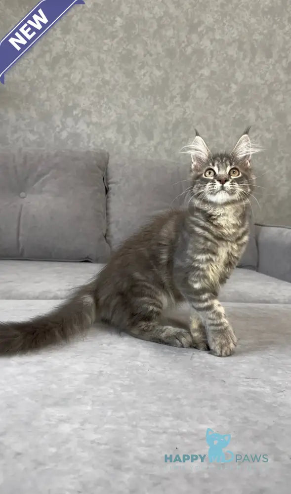 Vanessa Maine Coon polydactyl female blue tabby live animals