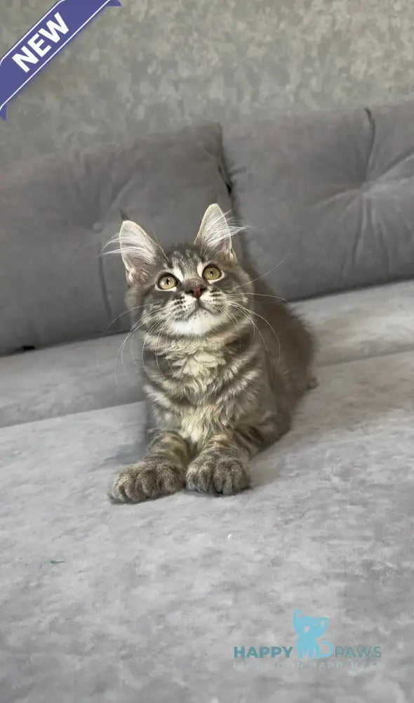 Vanessa Maine Coon polydactyl female blue tabby live animals