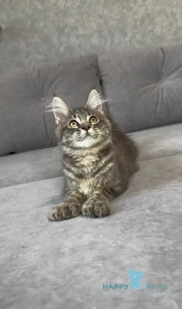 Vanessa Maine Coon polydactyl female blue tabby live animals