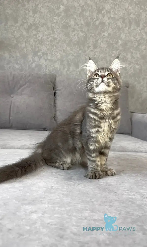 Vanessa Maine Coon polydactyl female blue tabby live animals