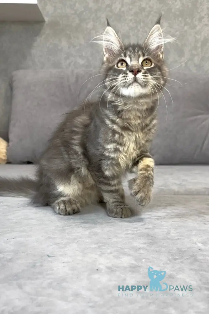 Vanessa Maine Coon polydactyl female blue tabby live animals